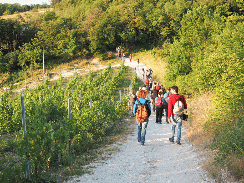 Due escursioni per ragguingere a piedi e in bici l'evento più atteso dell'estate euganea. La scoperta ha un gusto tutto speciale!
