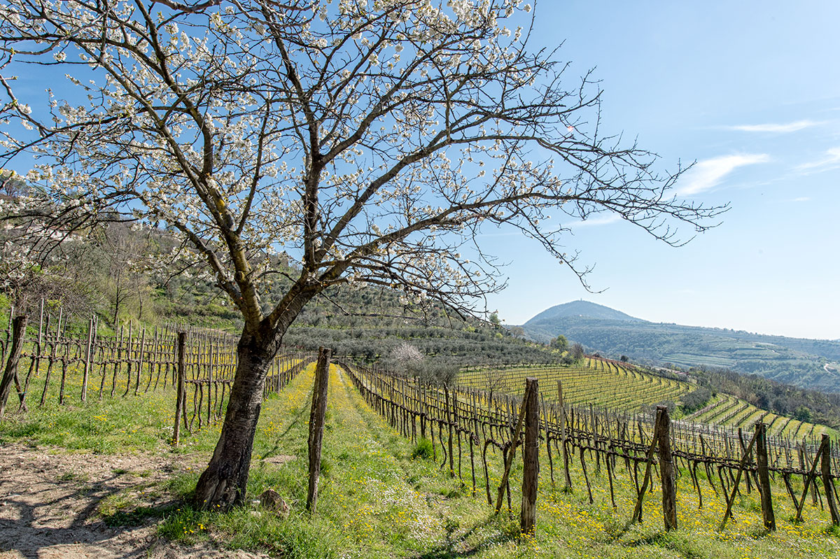 Priamver alungo la strada del vino